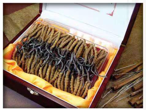 梧州冬虫夏草回收?